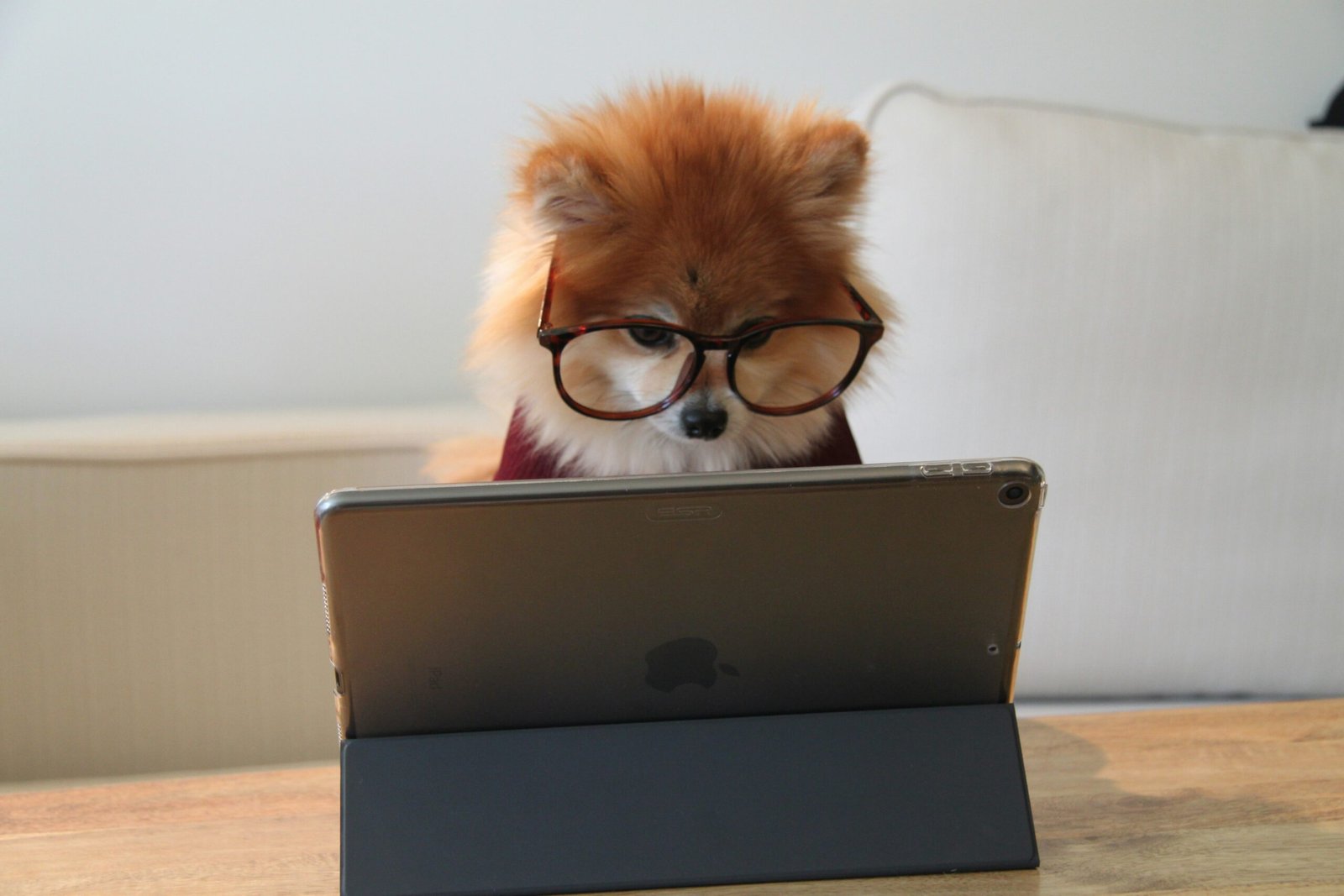 Cute Dog doing research on pensions on an ipad